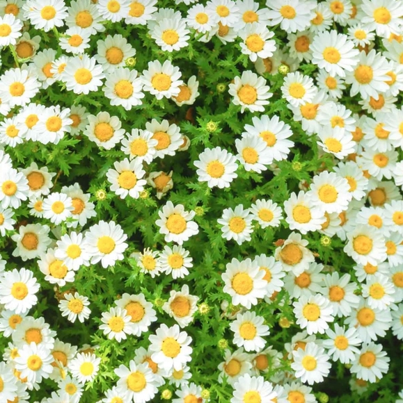 Meet your Posher, Natalie - Picture 2 of 2